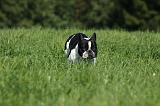 BOULEDOGUE FRANCAIS 708